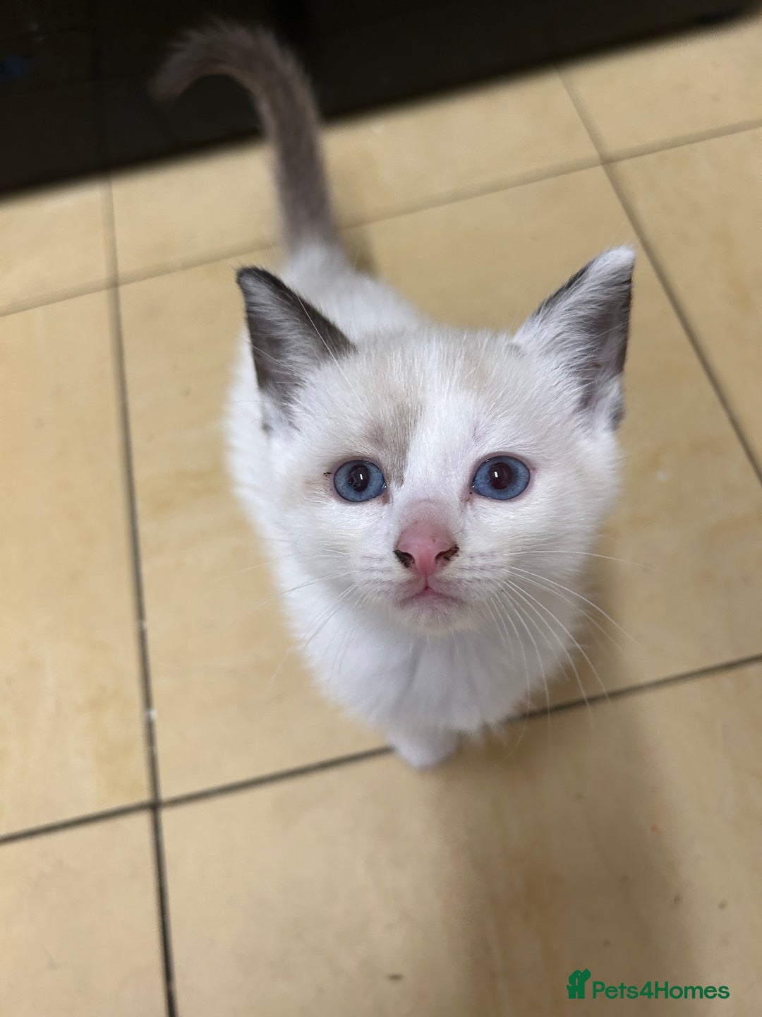 Ragdoll cats for sale: 3x Ragdoll X kittens - Image 3