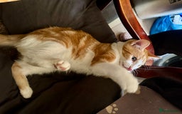 Domestic Shorthair cats for sale: Unique & Beautiful Tabby kitten - Image 2