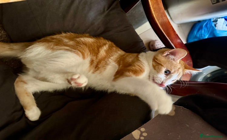 Domestic Shorthair cats - Advert 4