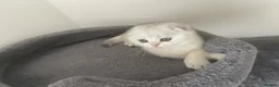 Scottish Fold cats for sale: Adorable Scottish Fold Kittens - Advert 18