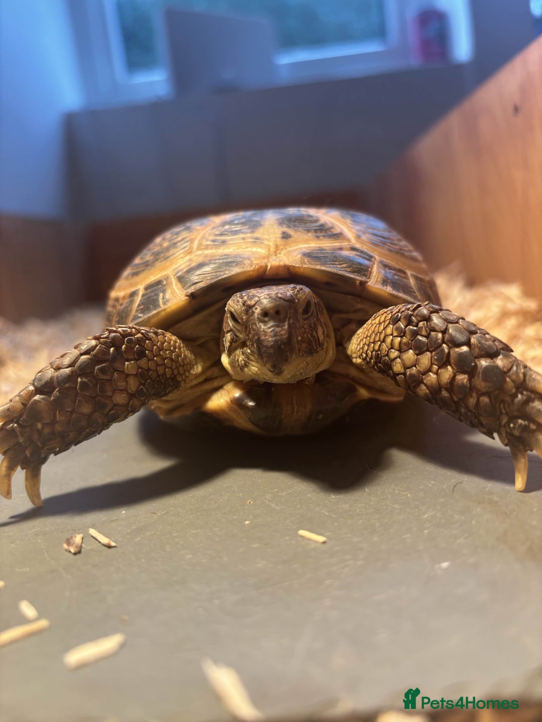 Tortoise reptiles for sale: Pedro the Horsefield Tortoise - Advert 2