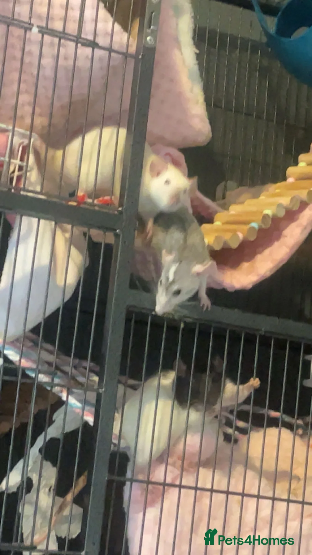 Rat rodents for sale: 3 female rats in Stockport - Advert 1