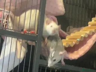 Rat rodents 3 female rats in Stockport - Advert 15