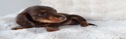 Miniature Dachshund dogs for sale: 4 male long hair miniature daschunds for sale - Advert 14