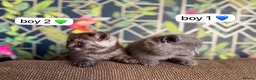 Exotic cats for sale: British short hair cross Persian  - Advert 1