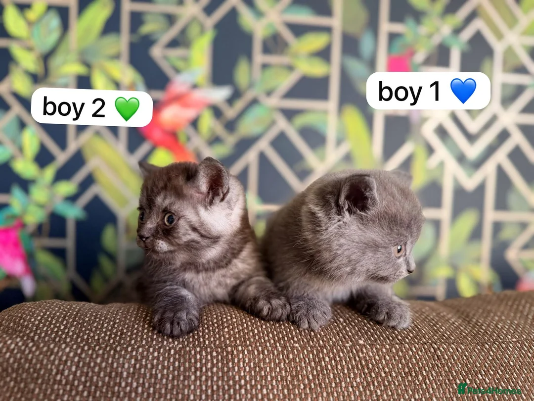 Exotic cats for sale: British short hair cross Persian  - Advert 1