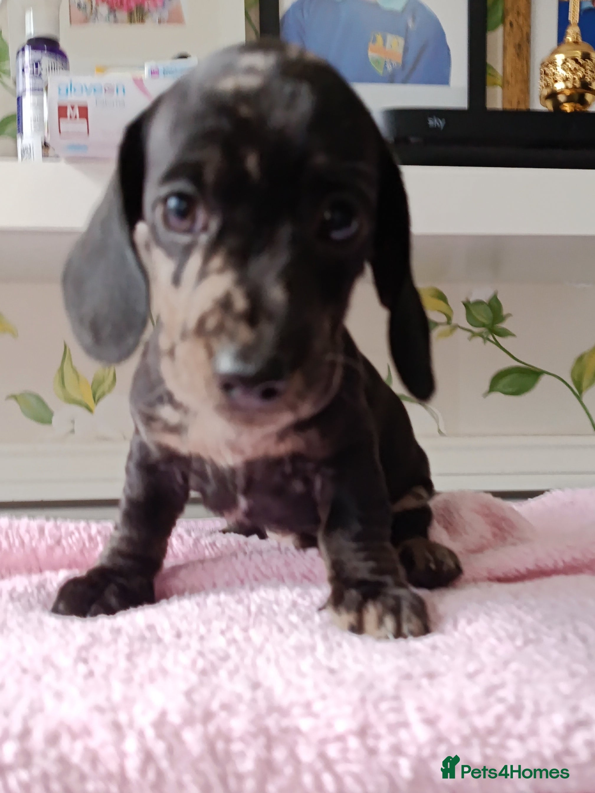 Dachshund dogs QUAILTY MINI KC Reg PRA CLEAR  - Advert 2