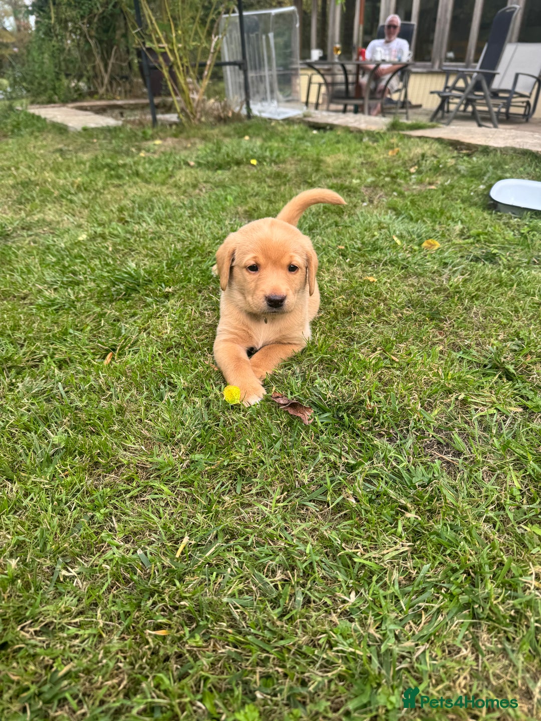 Labrador Retriever dogs for sale: 6 Pedigree Fox Red Labrador Puppies - Image 2