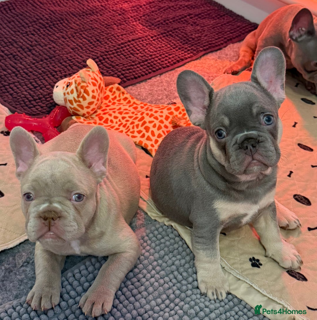 French Bulldog dogs for sale: French Bulldog Puppies  - Advert 20