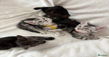 Mixed Breed cats - Advert 6