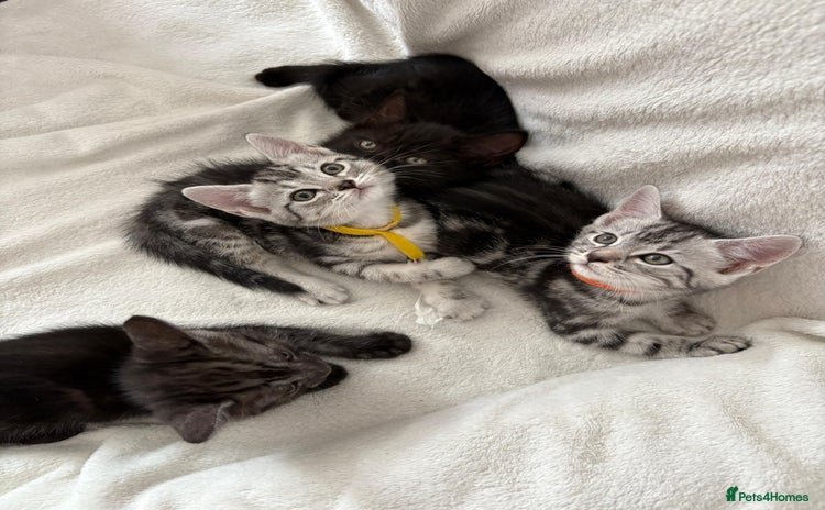 Mixed Breed cats - Advert 1