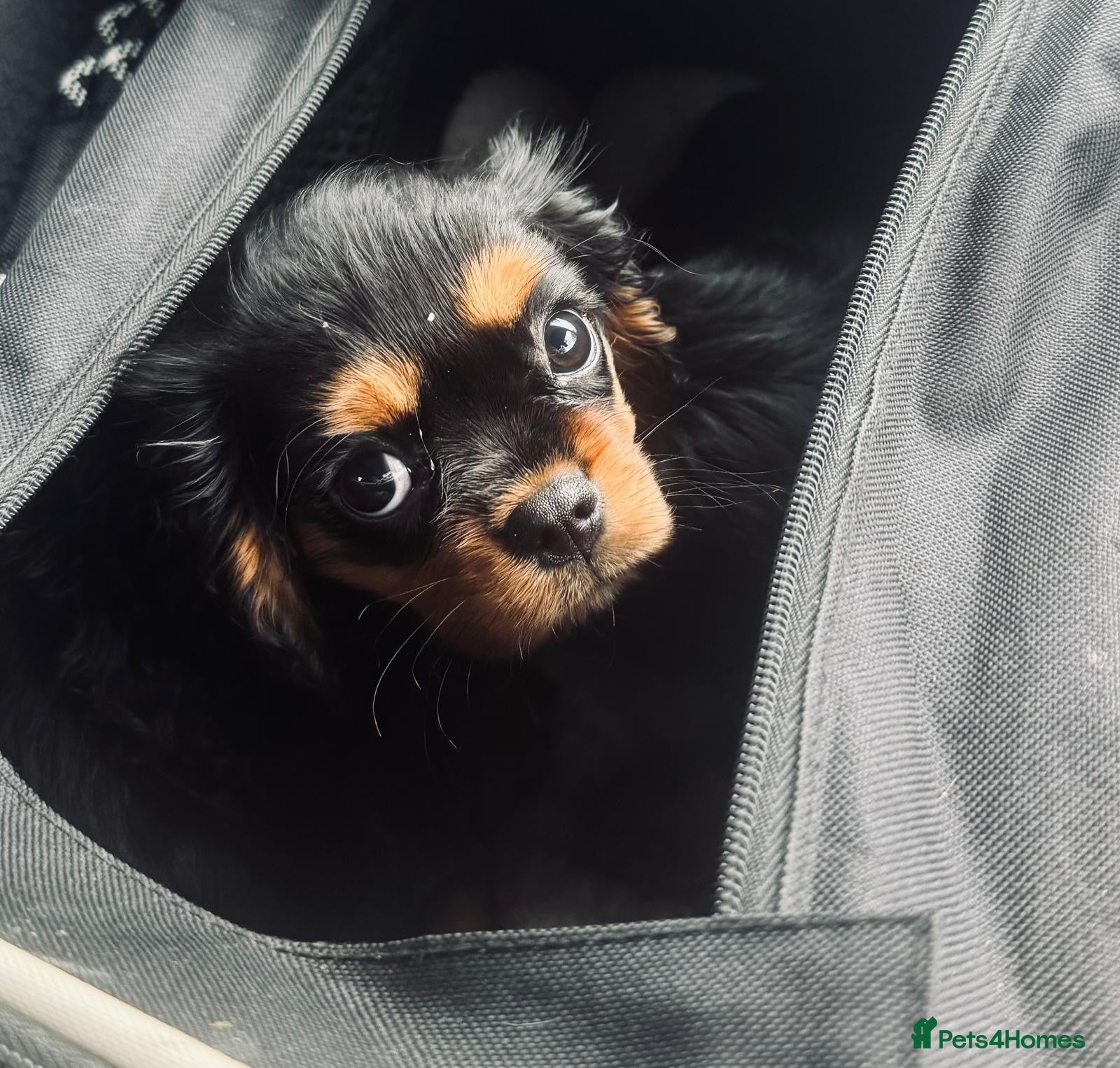 Cavalier King Charles Spaniel dogs Beautiful health tested puppies 💙 - Advert 1