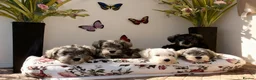 Miniature Schnauzer dogs for sale: Beautiful miniature schnauzers - Advert 3
