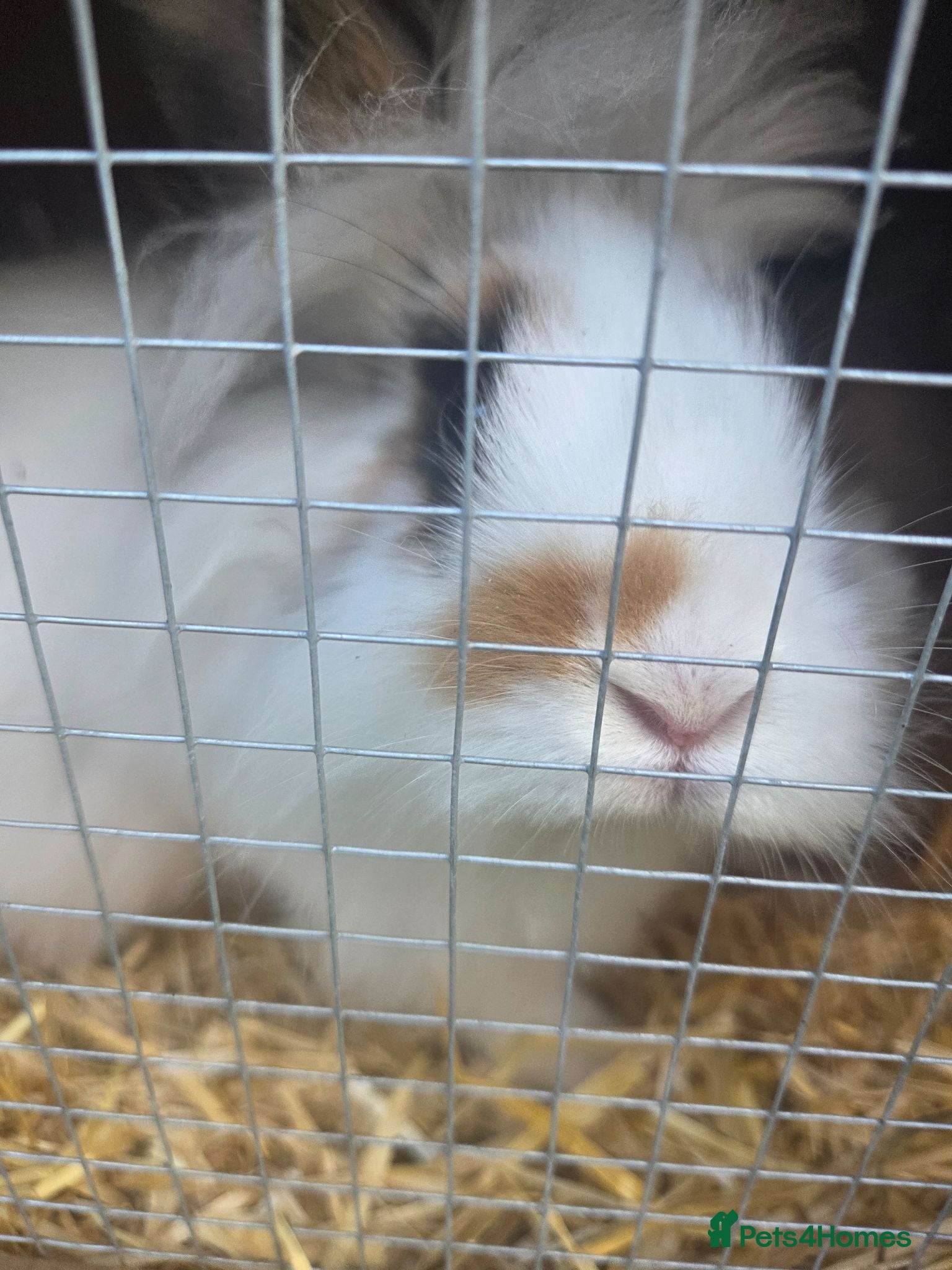 Mixed Breed rabbits Lion head mixed with mini flop - Advert 1