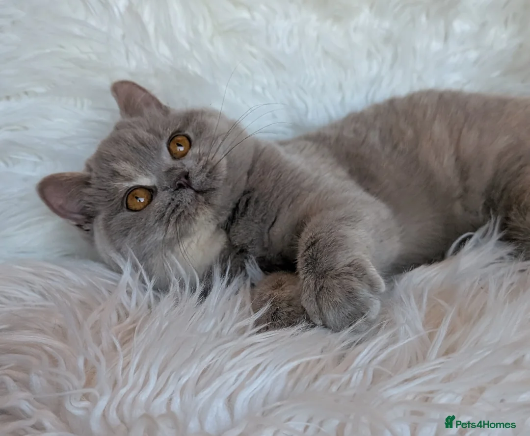 British Shorthair cats for sale: Gorgeous lilac tortie girl please read advent  - Advert 7