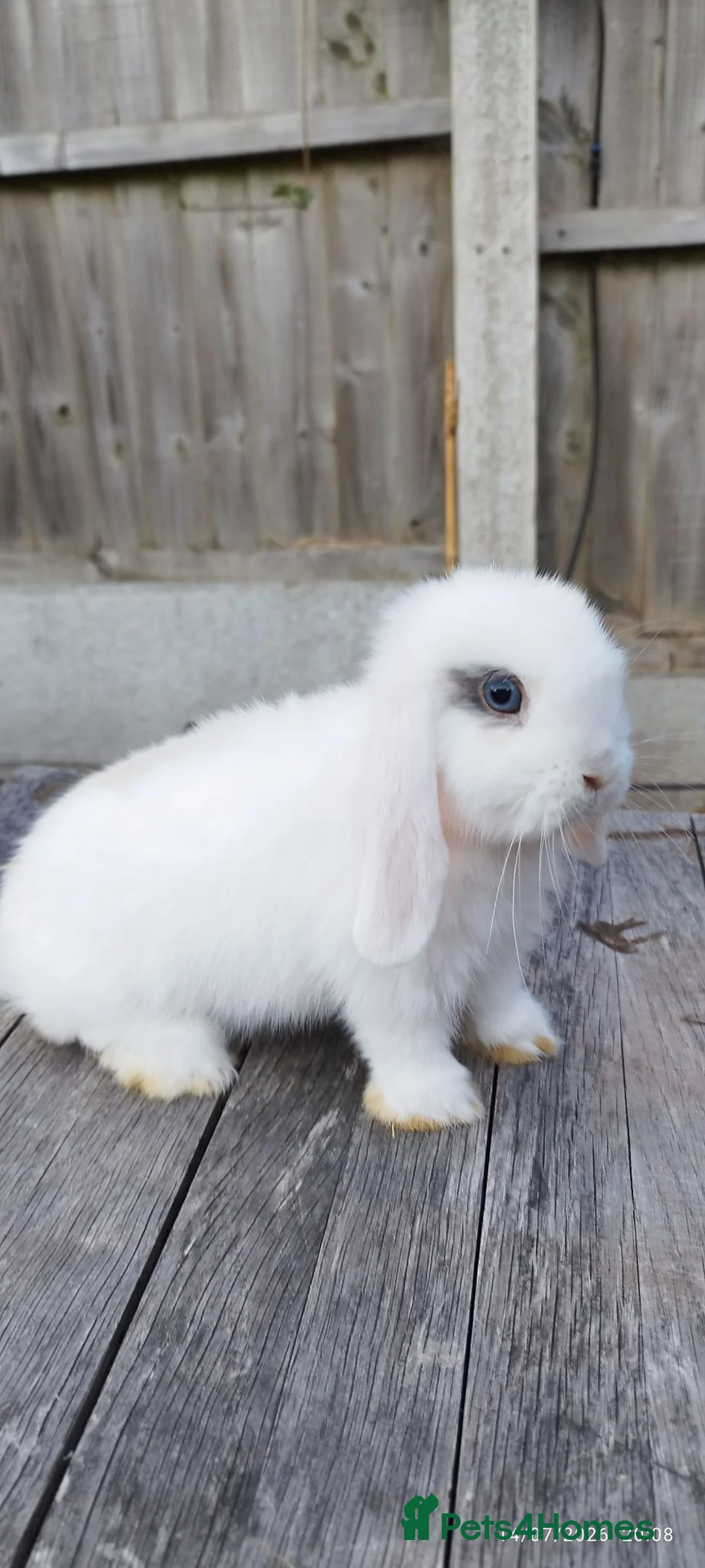 Mini Lop rabbits for sale: Minilop bunnies  - Advert 1
