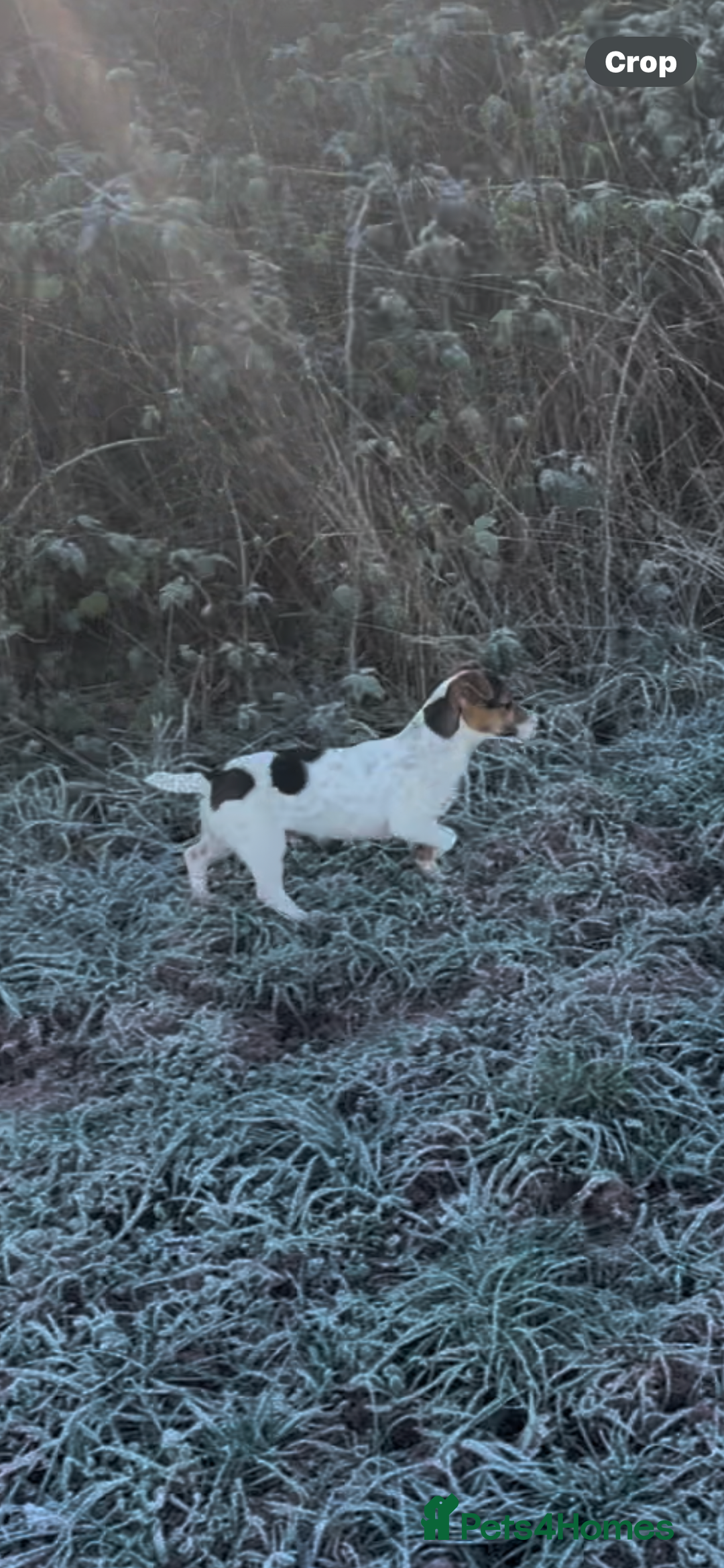 Jack Russell dogs for sale: Buddy the russell - Advert 2