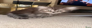 Grey fluffy girl