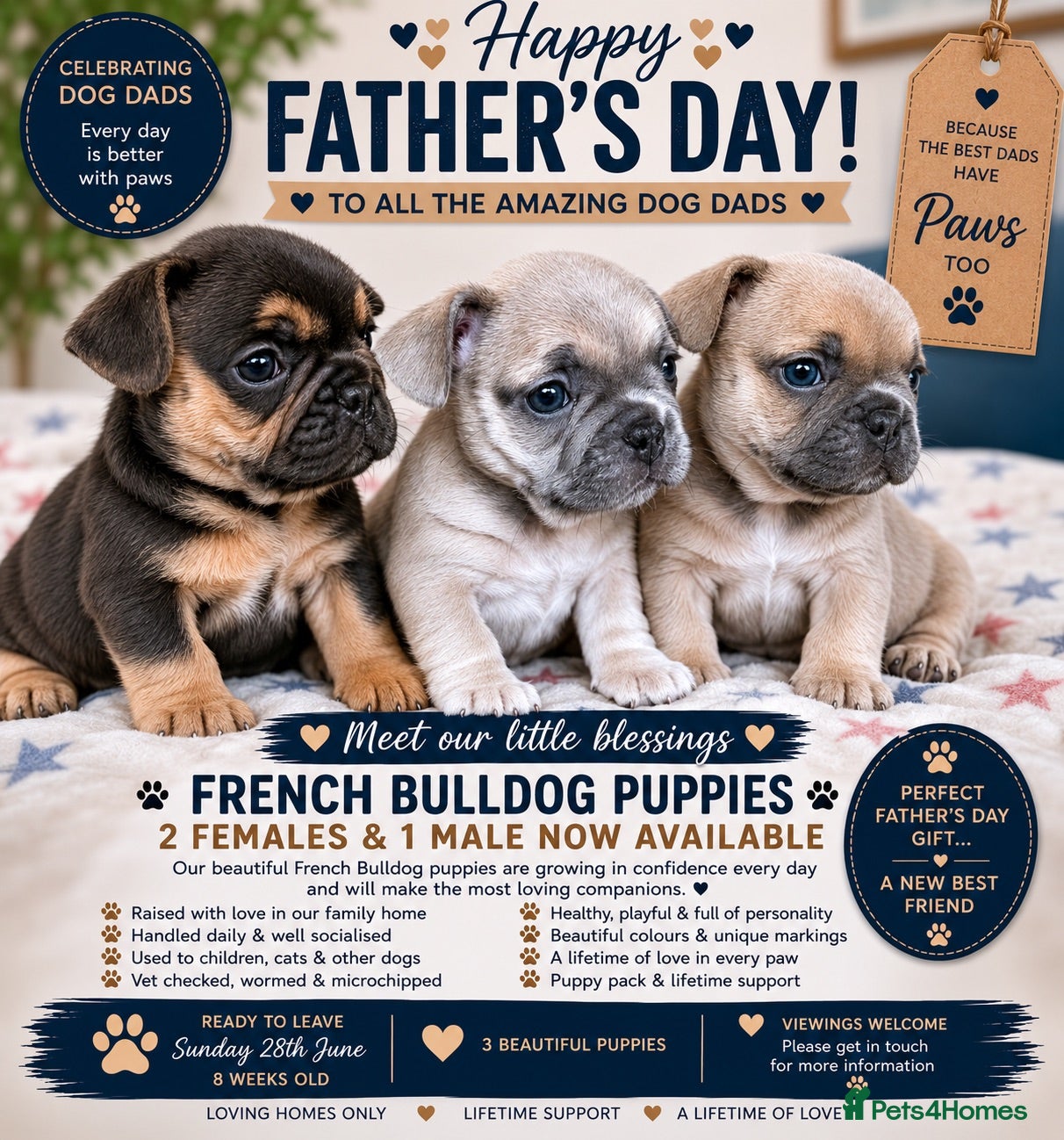 French Bulldog dogs Sweetest pups ready next weekend - Advert 18