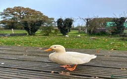Ducks poultry for sale: Pair of call ducks  - Image 6