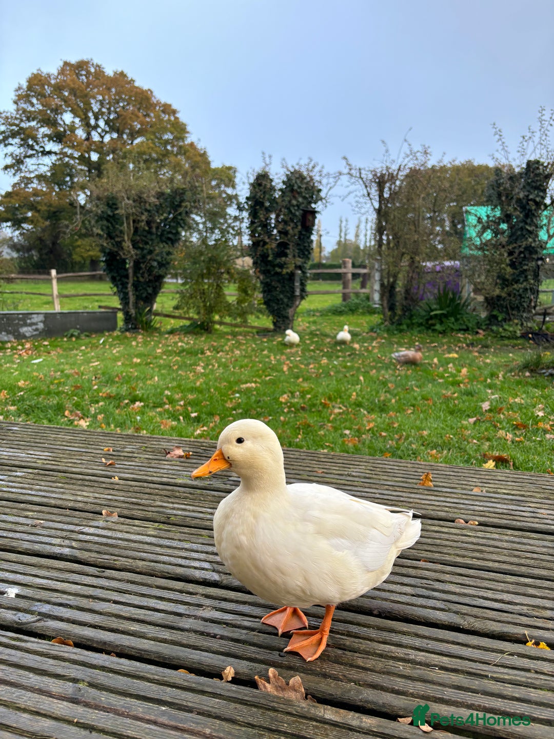 Ducks poultry for sale: Pair of call ducks  - Image 6