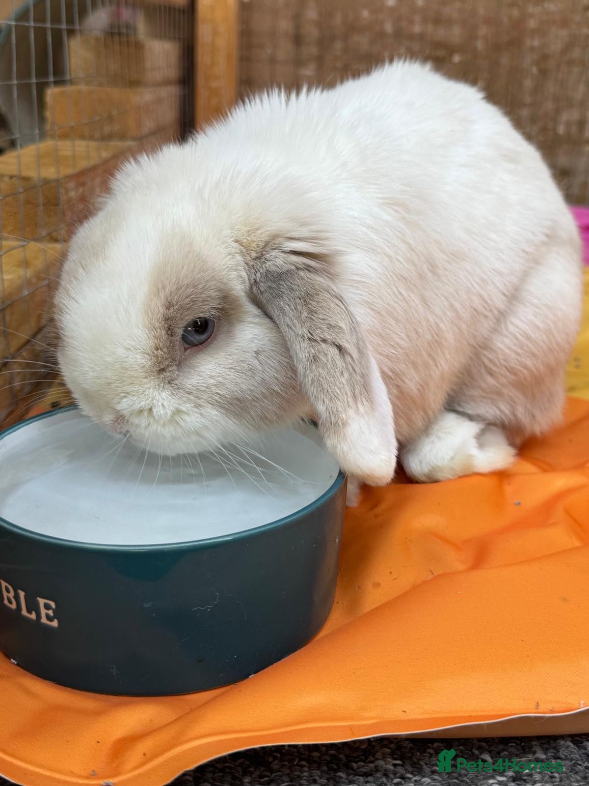 Mini Lop rabbits Mini lop - Advert 2