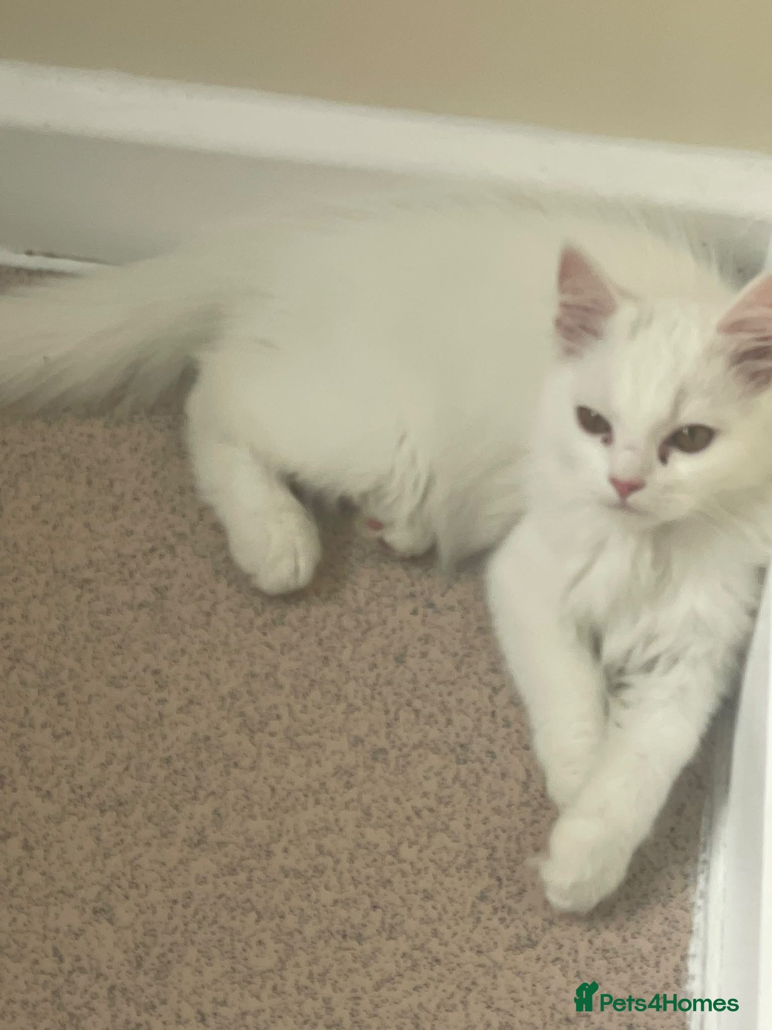 Mixed Breed cats  Persian kittens for sale  - Advert 11