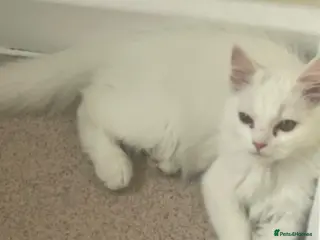 Mixed Breed cats Persian kittens for sale - Advert 1