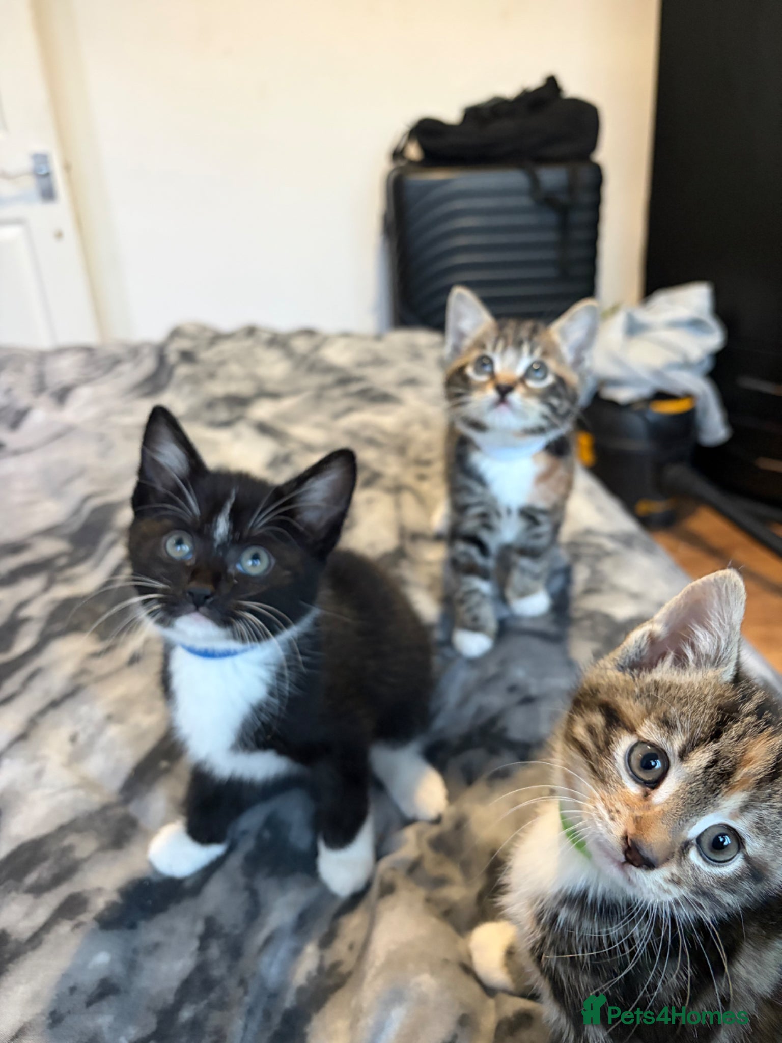 British Shorthair cats Three Playful Kittens  - Advert 1