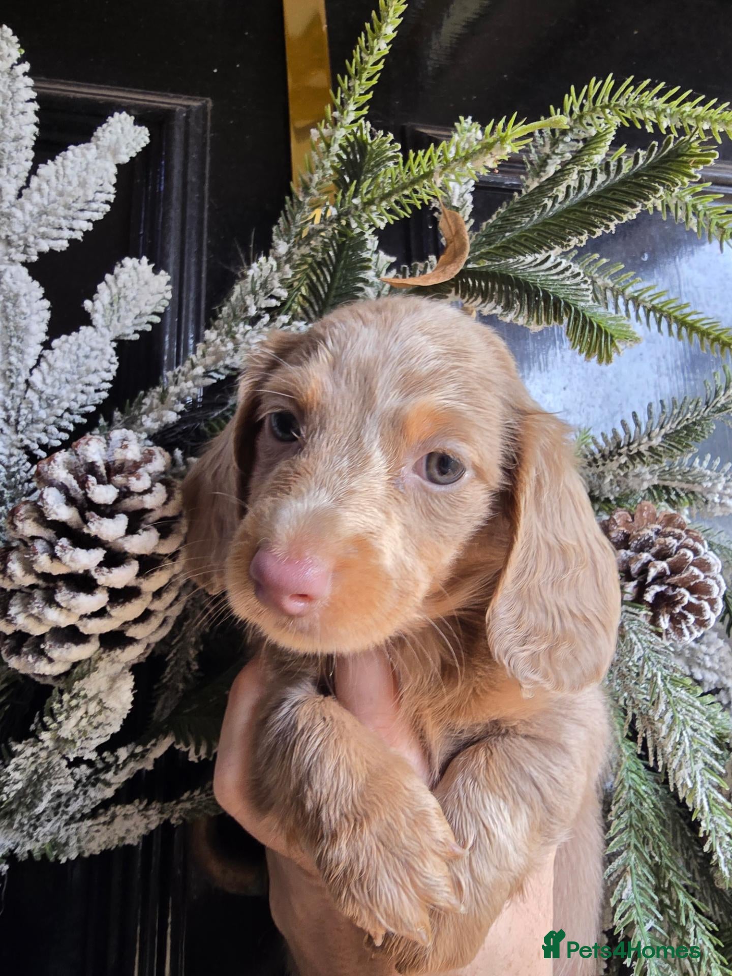 Miniature Dachshund dogs Stunning litter minature Dashounds - Advert 2