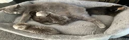 British Shorthair cats for sale: Beautiful Chunky Pure British Shorthair Kittens - Advert 3