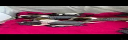 Chinese Crested dogs for sale: Kc reg Chinese crested in Great Yarmouth - Advert 6