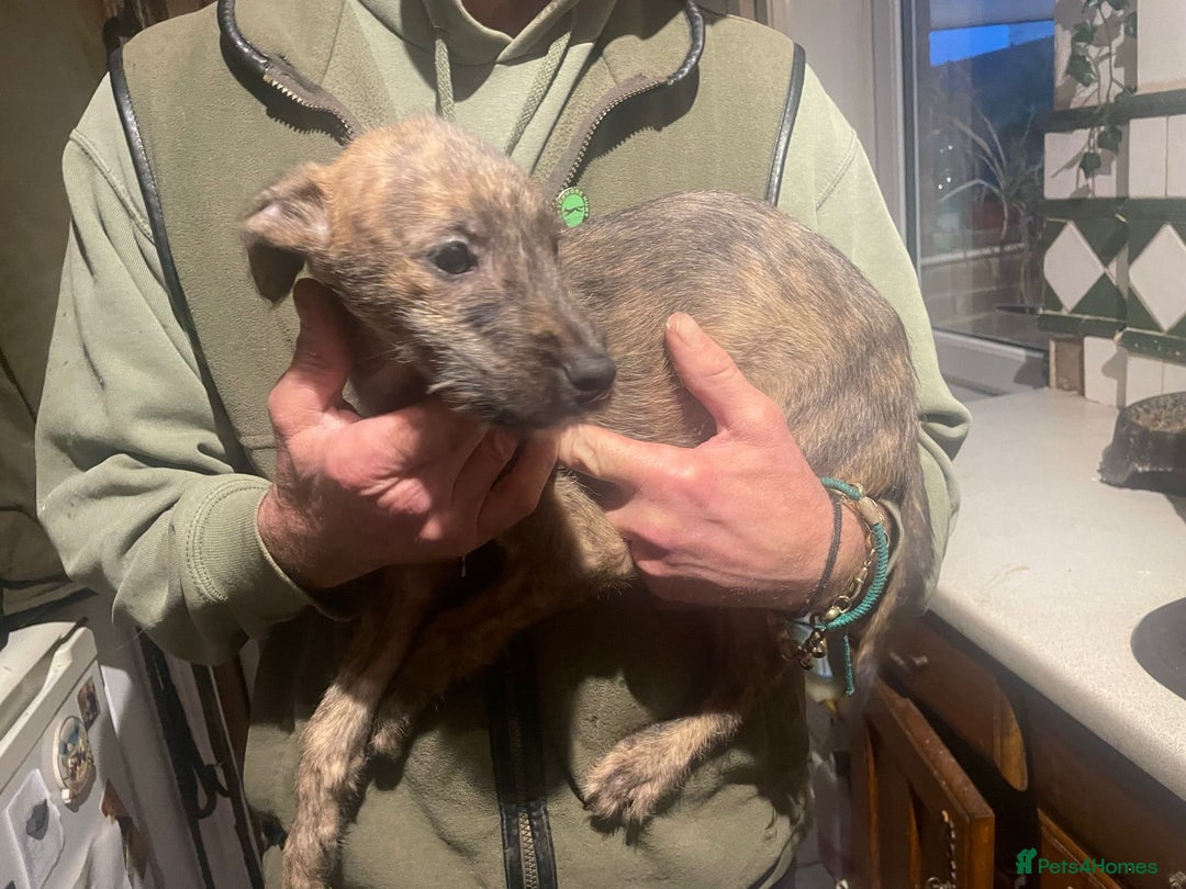 Lurcher dogs for sale: Greyhound  deerhound collie cross  - Advert 3