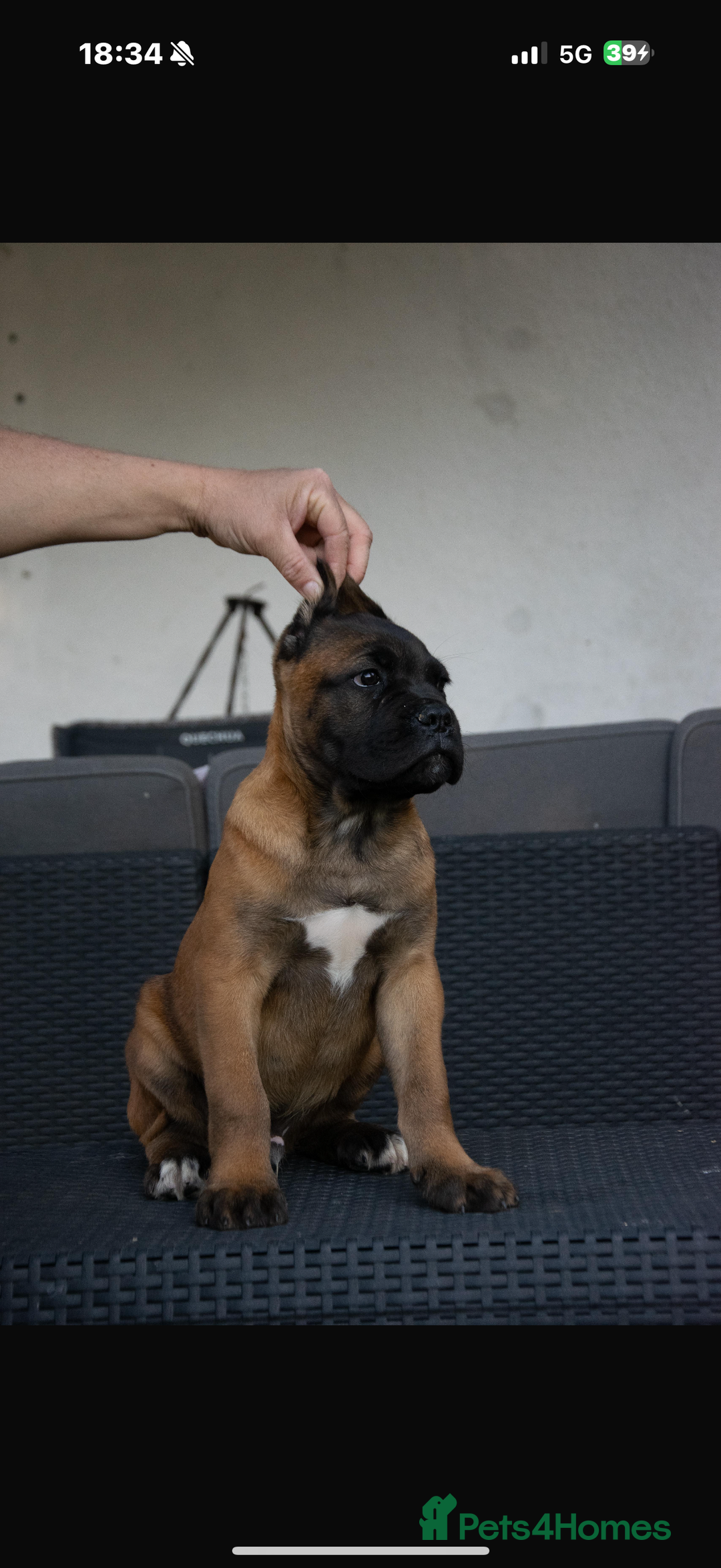 Cane Corso dogs for sale: 10 months old Male Cane Corso Import  - Advert 3