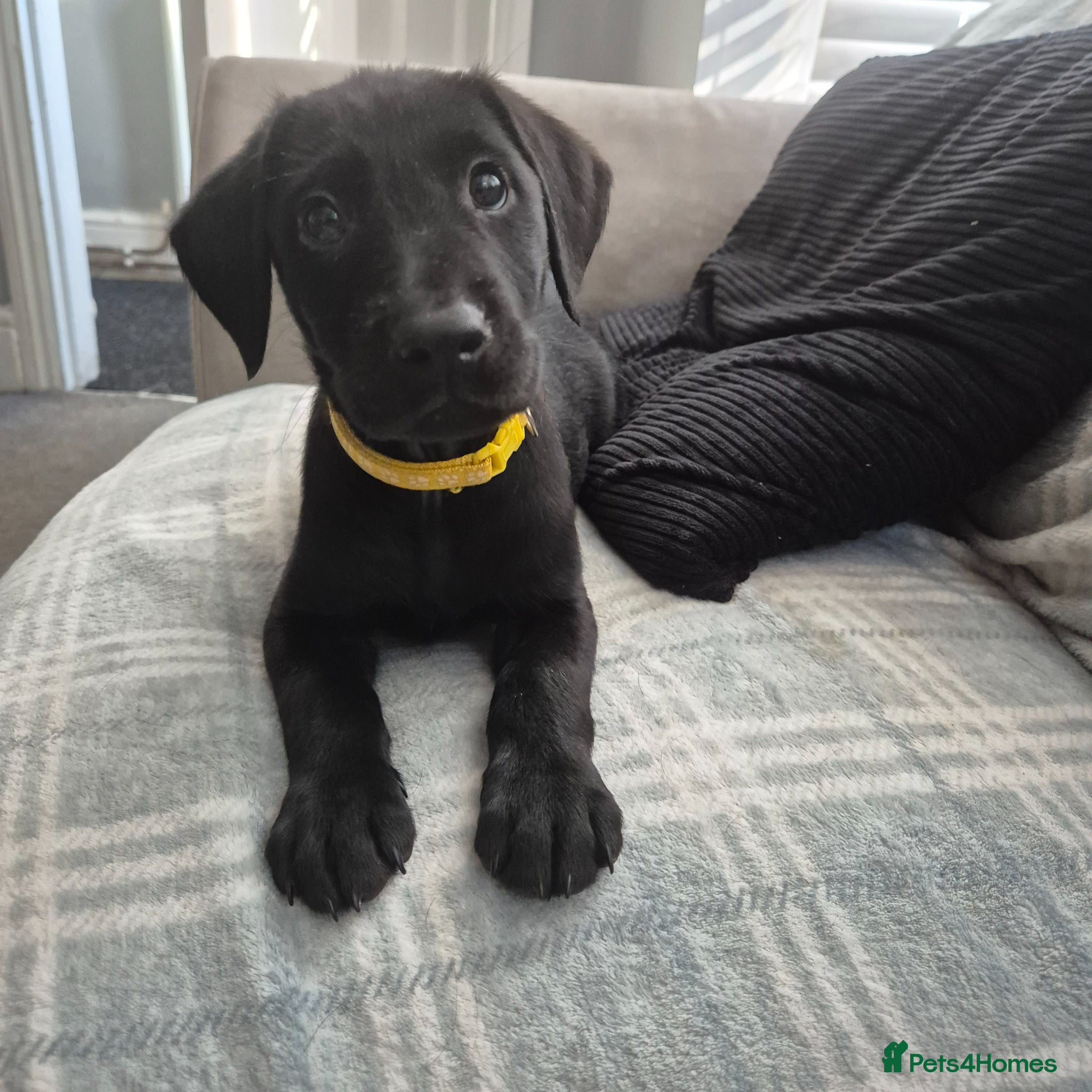 Labrador Retriever dogs 1 boy left! Kc registered labradors! - Advert 4