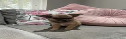 Chihuahua dogs for sale: Outstanding Long Coat Males in Washington - Advert 12