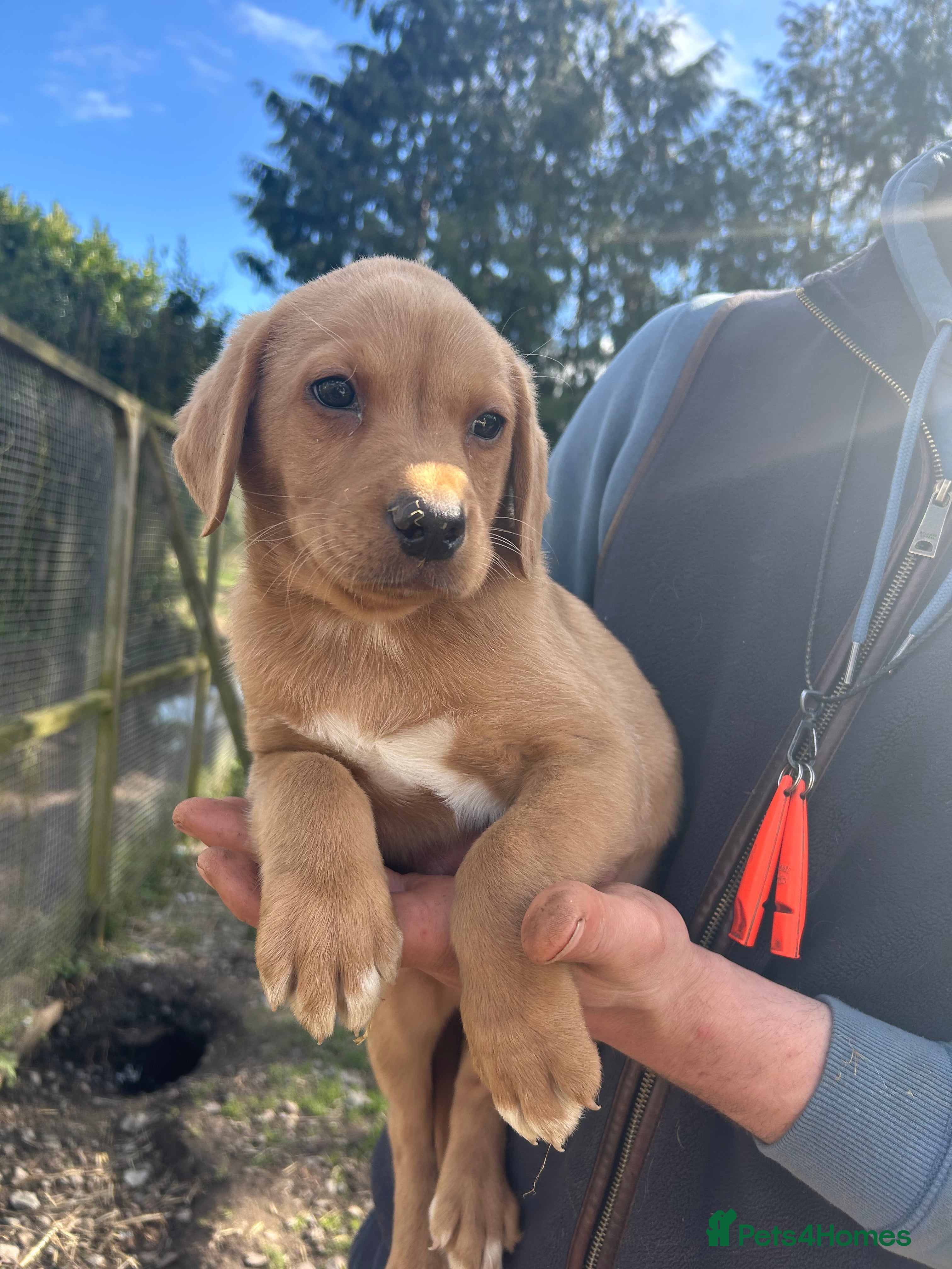 Labrador Retriever dogs Yellow Labrador pups - Advert 6