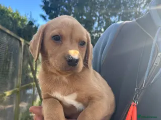 Labrador Retriever dogs Yellow Labrador pups - Advert 6