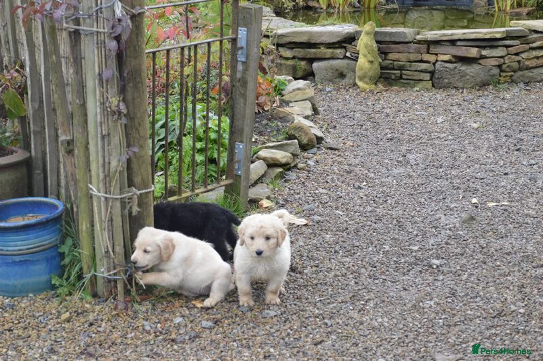 Labradoodle dogs for sale: Standard Labradoodle Puppies F3 - Advert 10