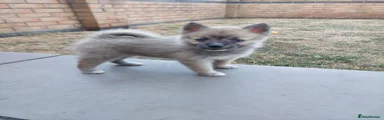 Pomsky 3