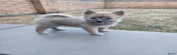 Pomsky dogs for sale: F3 pomsky puppy's for sale  - Advert 16