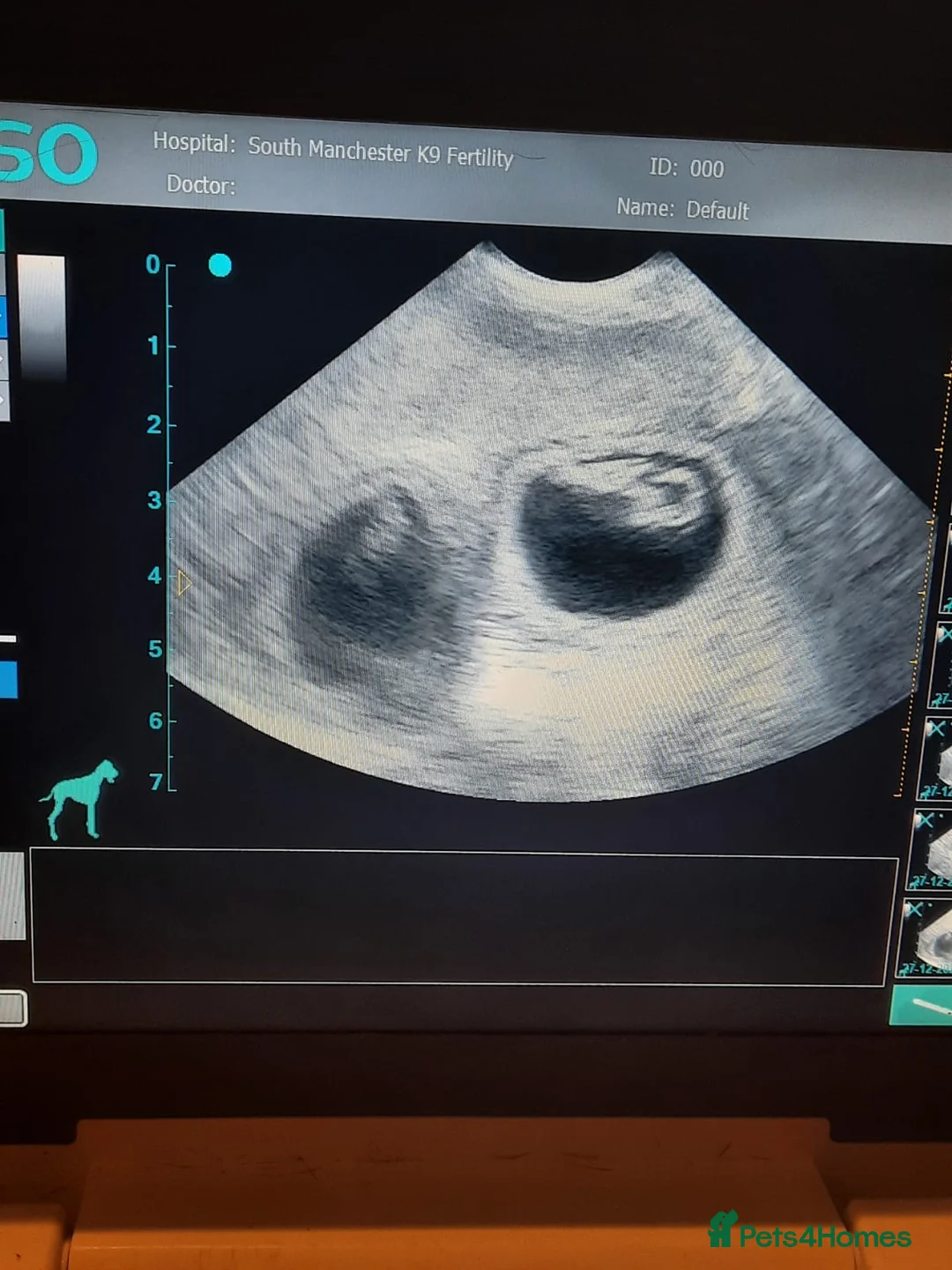 French Bulldog dogs for stud: Hector Starfex in Leigh - Advert 31