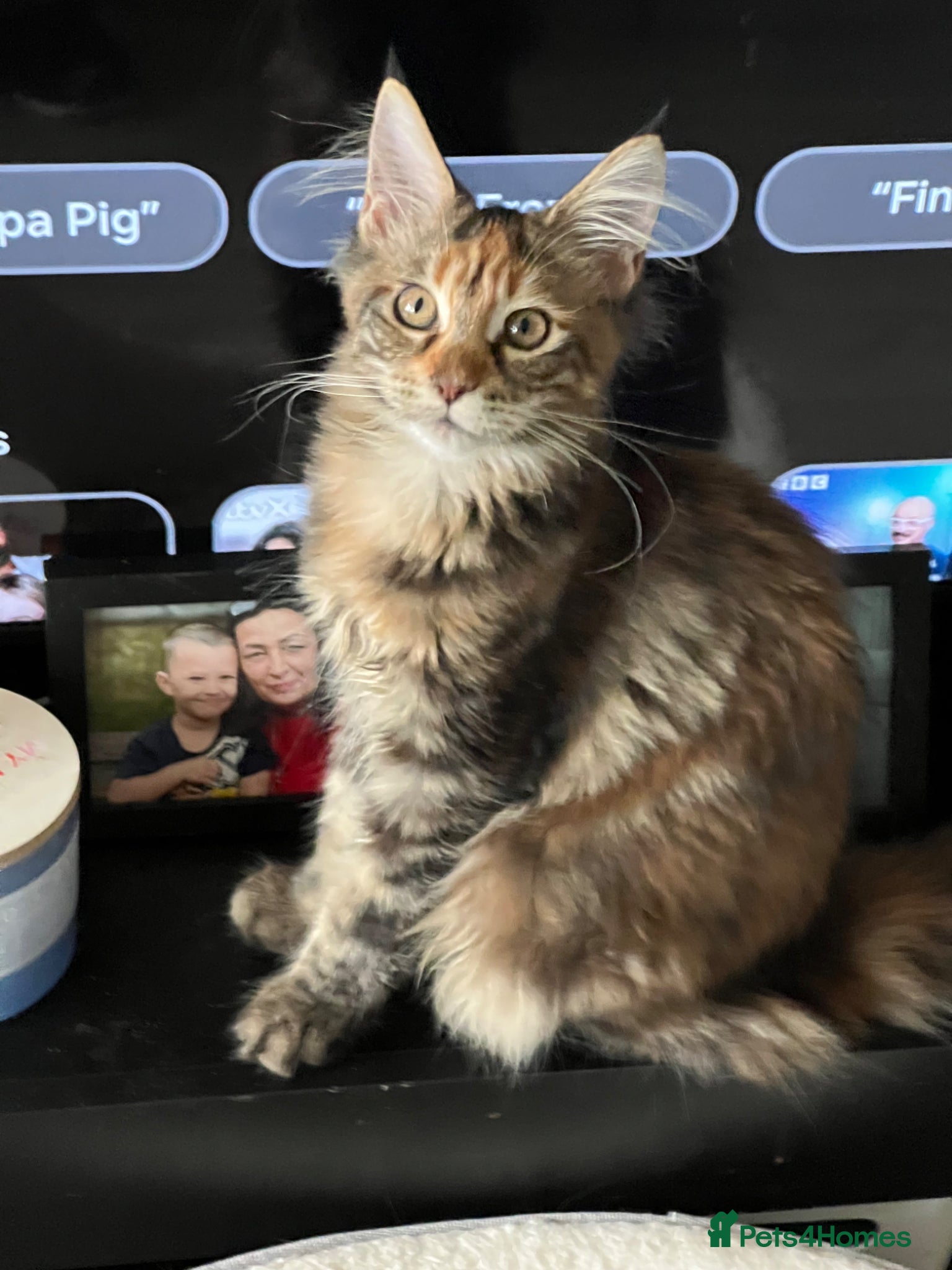 Maine Coon cats for sale: Last two girls.Reduced price.MC kittens  - Advert 10
