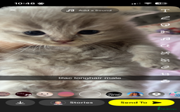 Maine Coon cats for sale: maincoon cross british shorthair  - Image 5