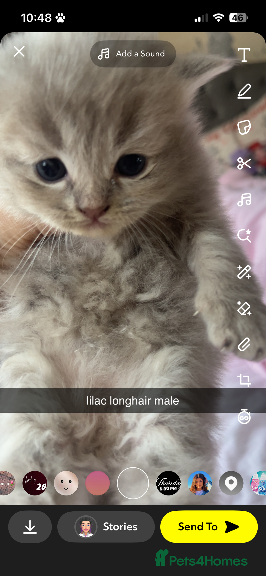 Maine Coon cats for sale: maincoon cross british shorthair  - Image 5