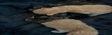 Mixed Breed Kitten 3