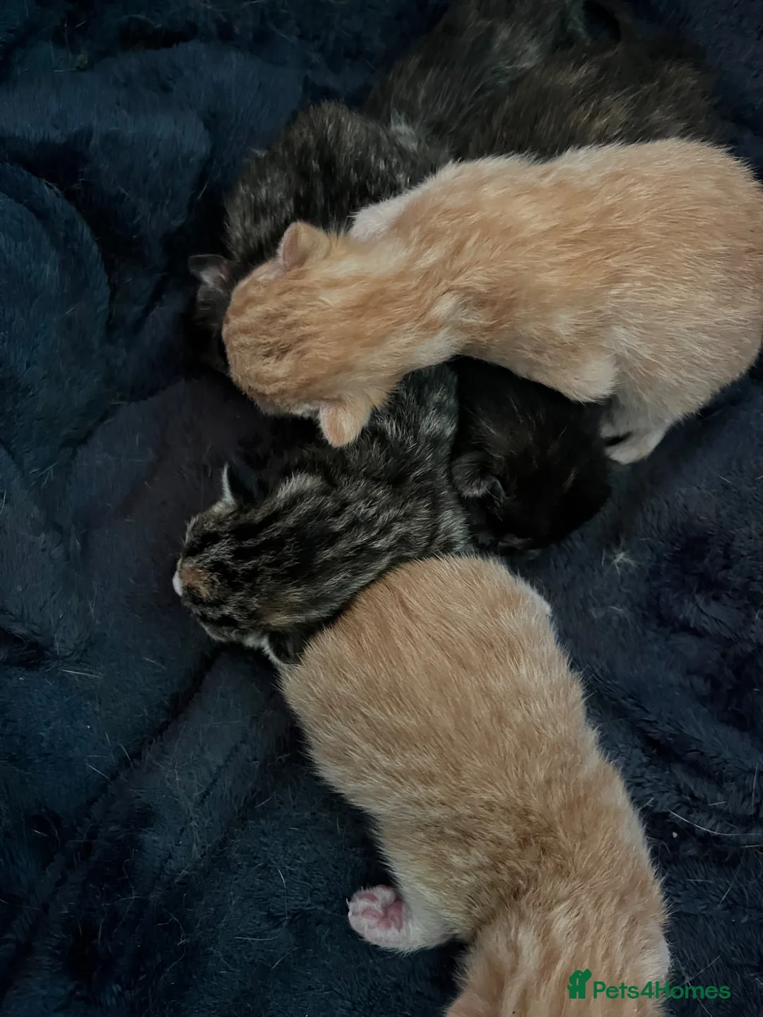 Mixed Breed cats for sale: Lady Lou Lou and Harrys kittens - Advert 6