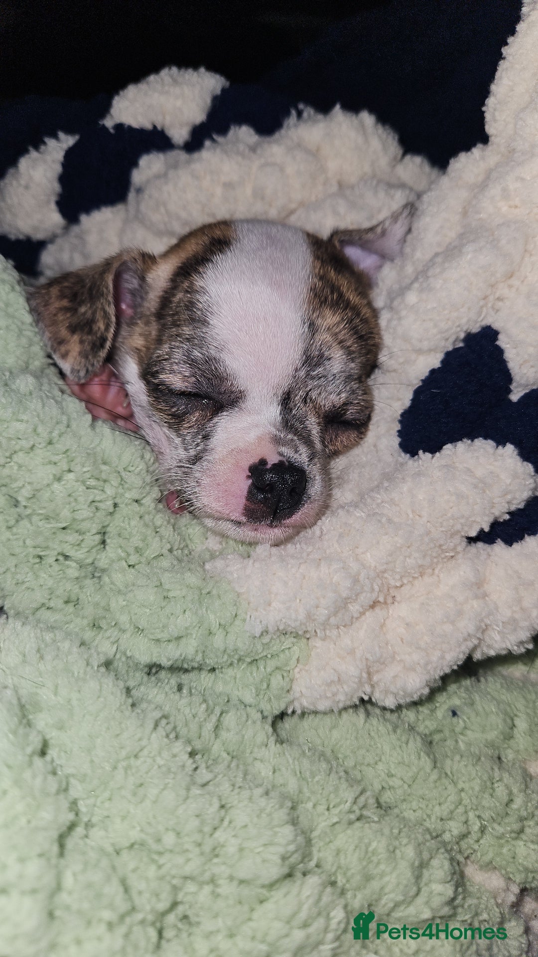 Mixed Breed dogs for sale: Beautiful Chihuahua Cross Puppies - Advert 11