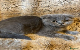 Scottish Fold cats for sale: Scottish fold kittens for sale - Image 20