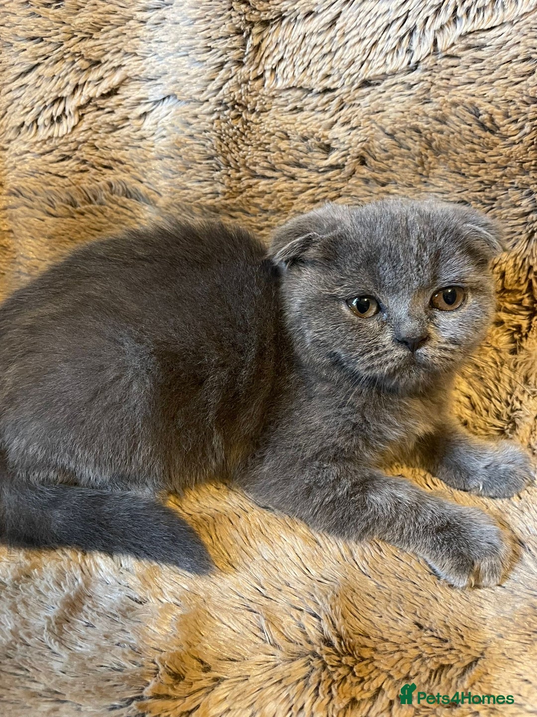 Scottish Fold cats for sale: Scottish fold kittens for sale - Image 20
